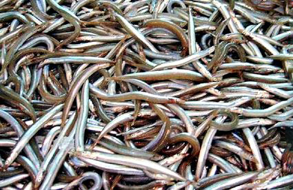 Gymnammodytes cicerelus_06.jpg